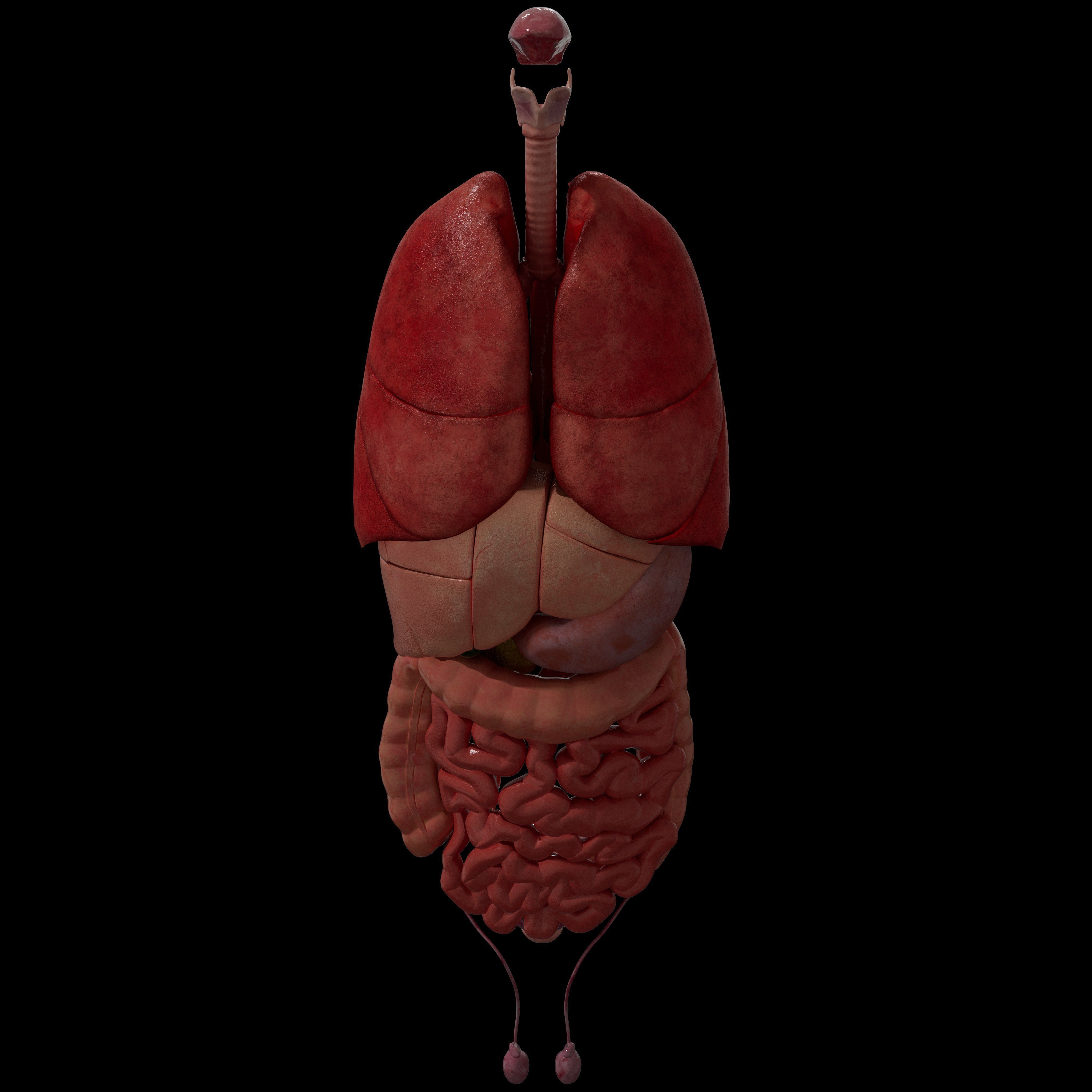 Human Body Organs  3D model_2