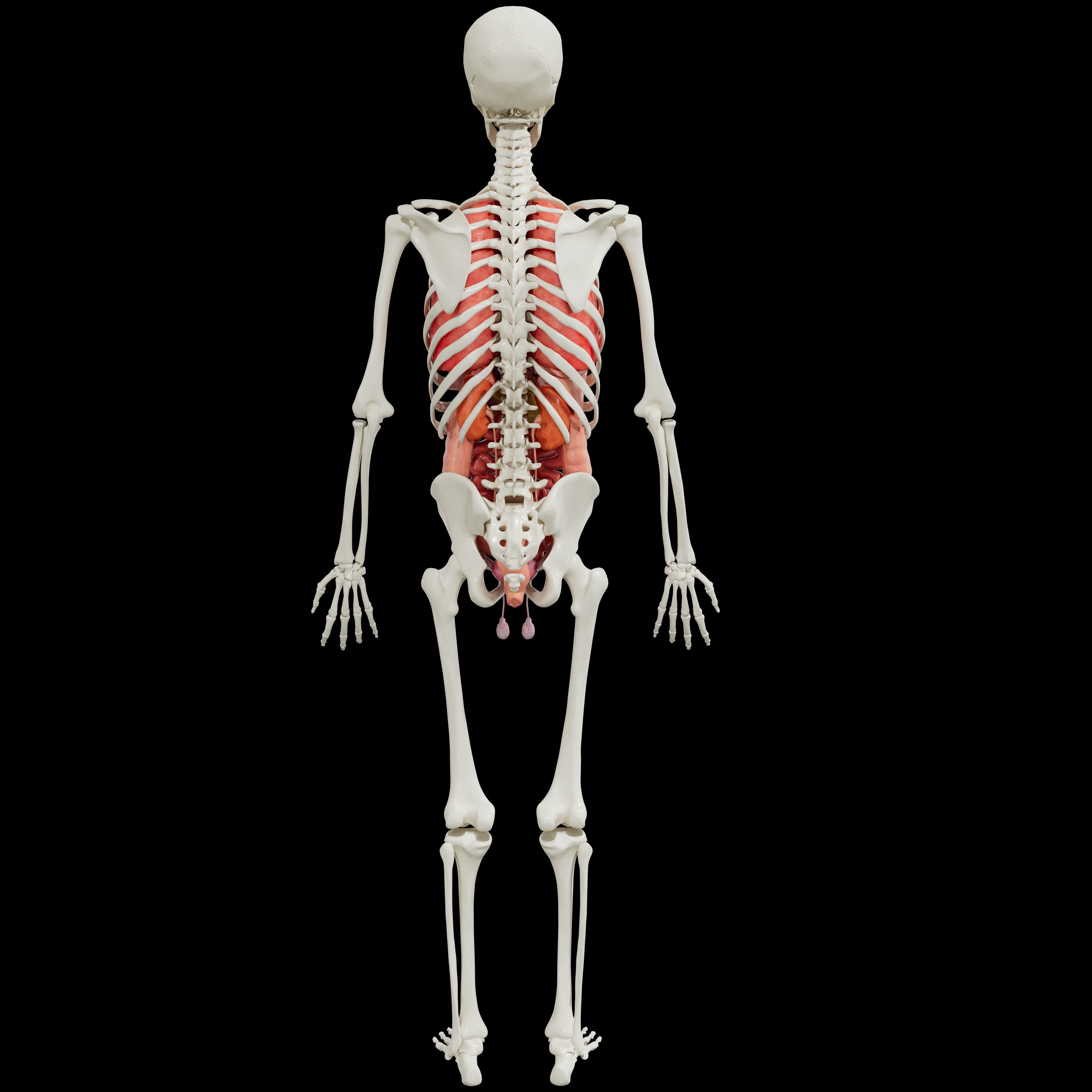 Human Body Organs  3D model_1