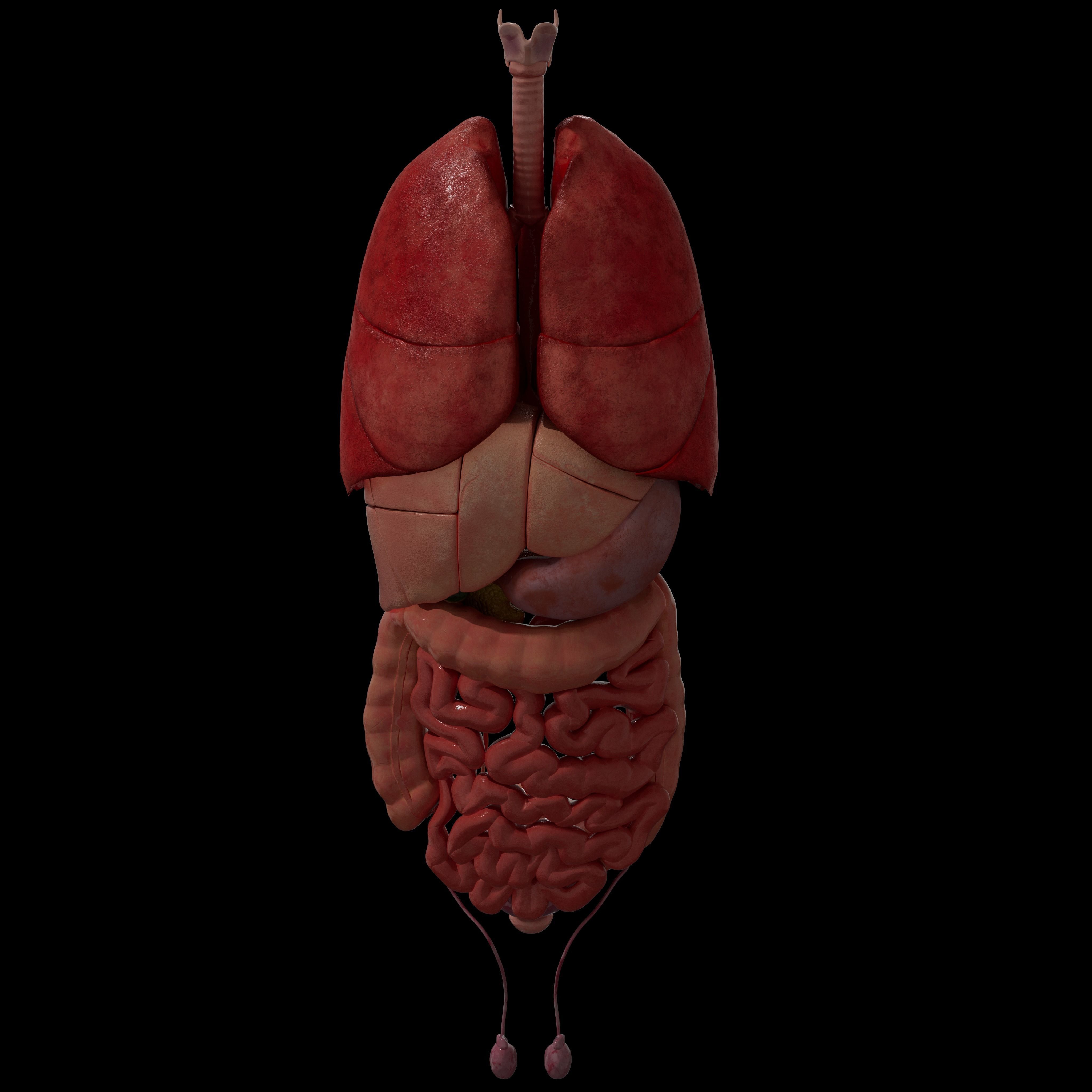 Human Body Organs  3D model_3