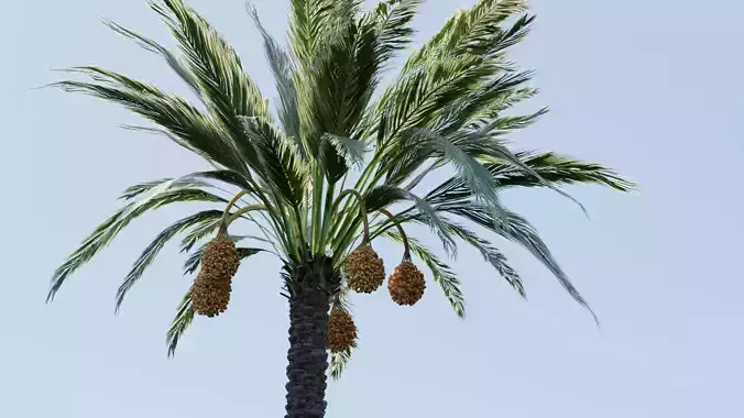 Date Palm Tree Full Texture and Particle Set and LODs for Games