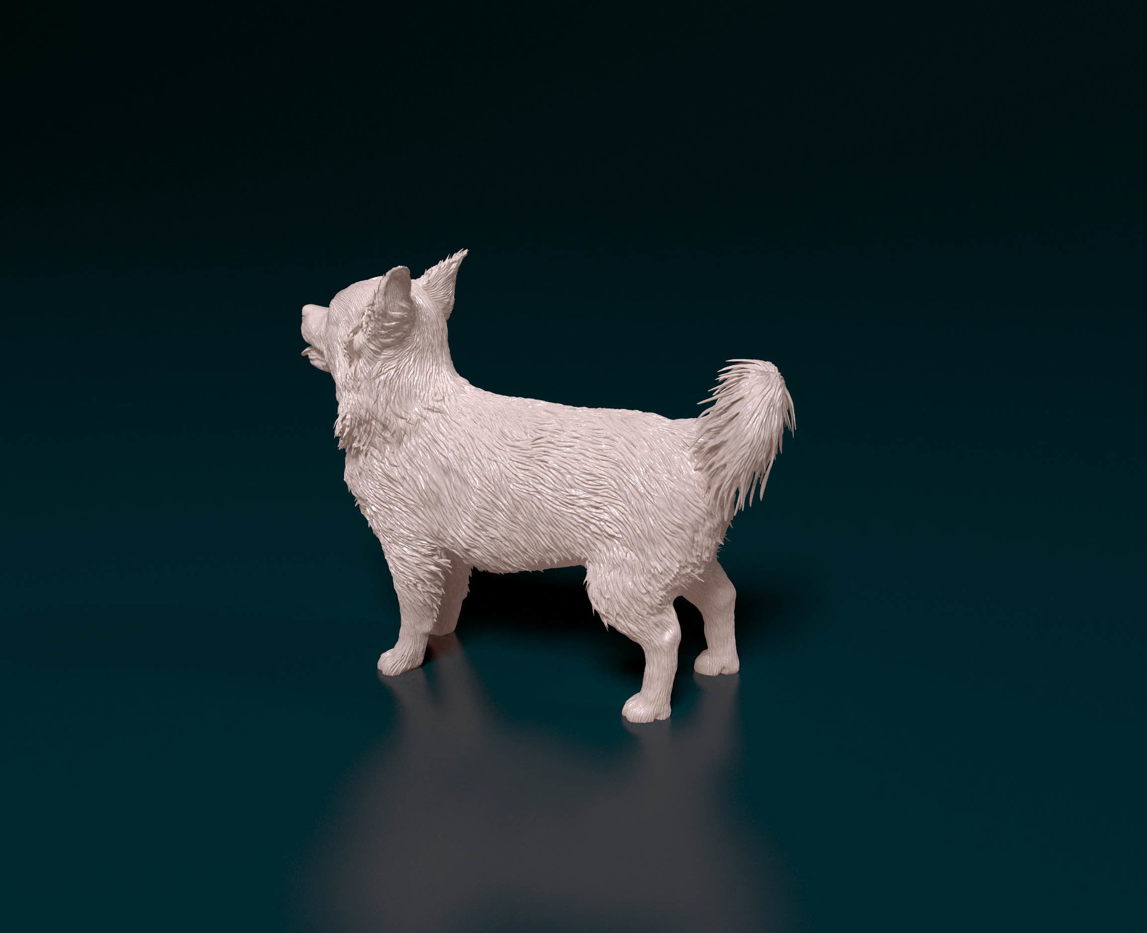 Chihuahua Long haired 6 3D print model_4
