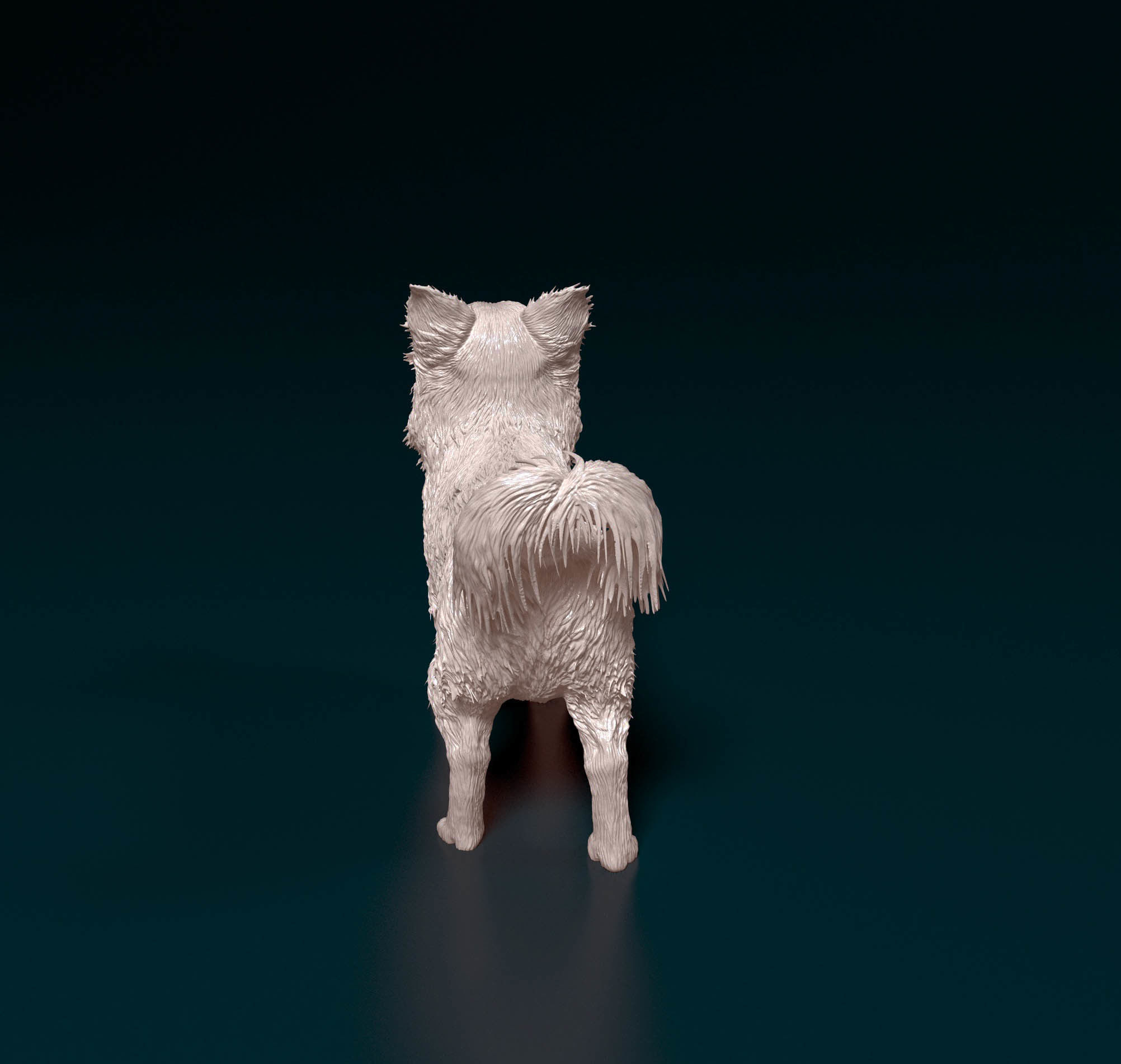 Chihuahua Long haired 6 3D print model_3