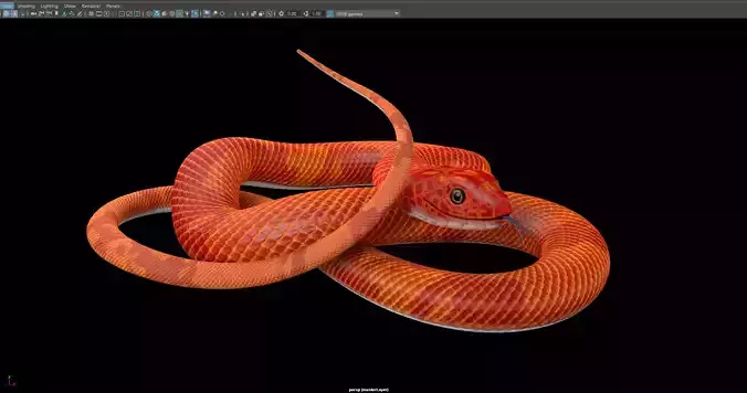 Snake - Orange