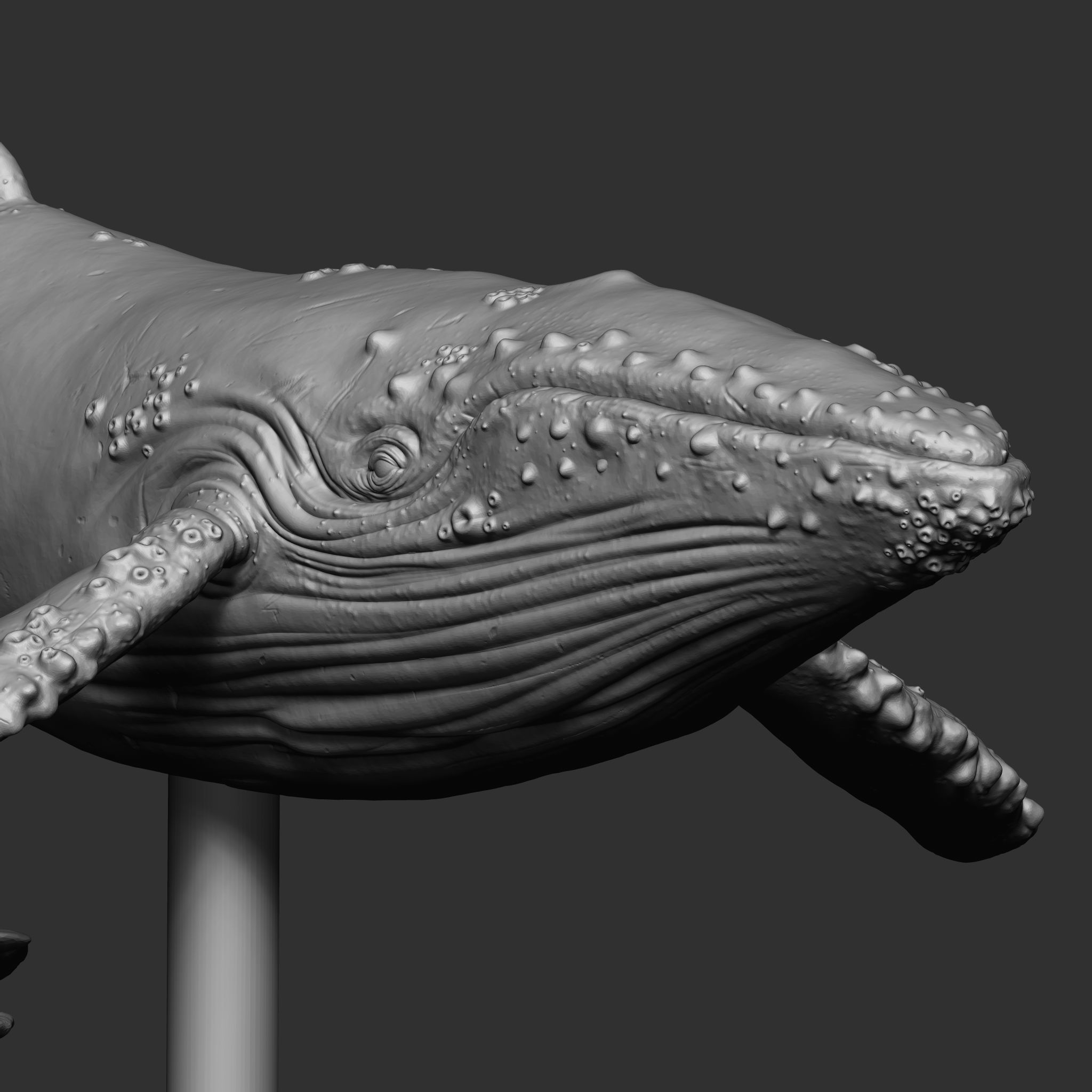 WHALE 3D print model_8
