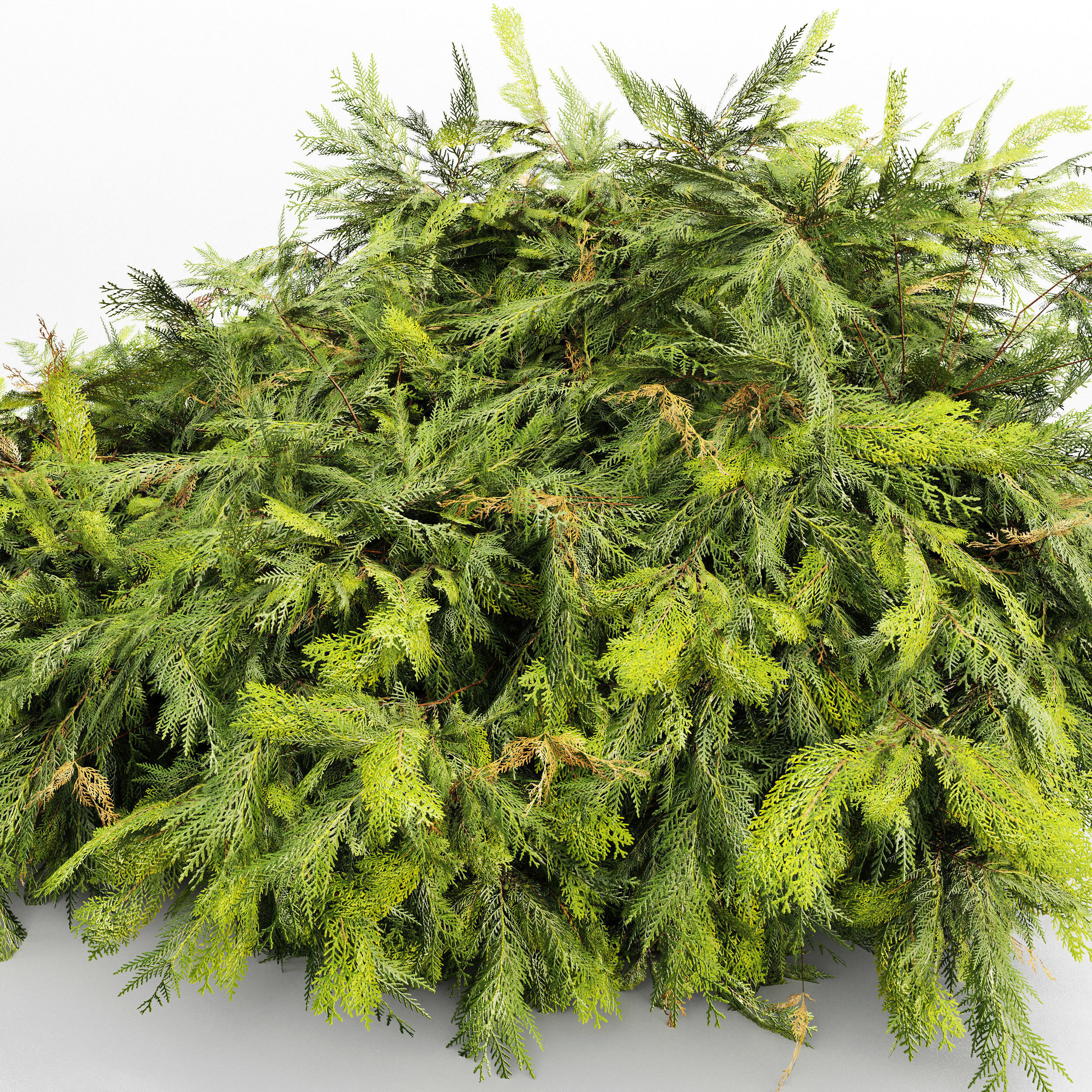 Zistrose Flower White Golden Globe-Dwarf Thuja Spruce 002 3D model_3