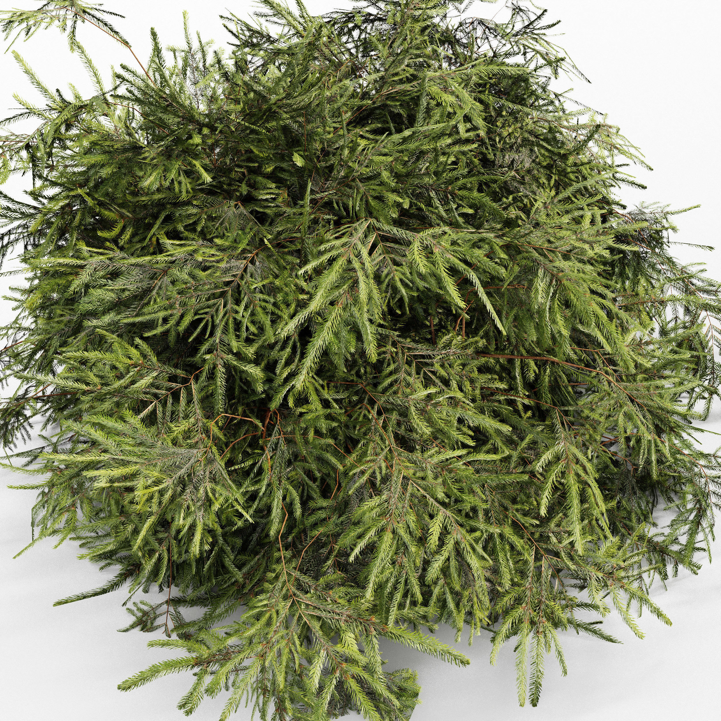 Zistrose Flower White Golden Globe-Dwarf Thuja Spruce 002 3D model_2