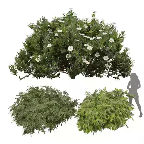 Zistrose Flower White Golden Globe-Dwarf Thuja Spruce 002 3D model