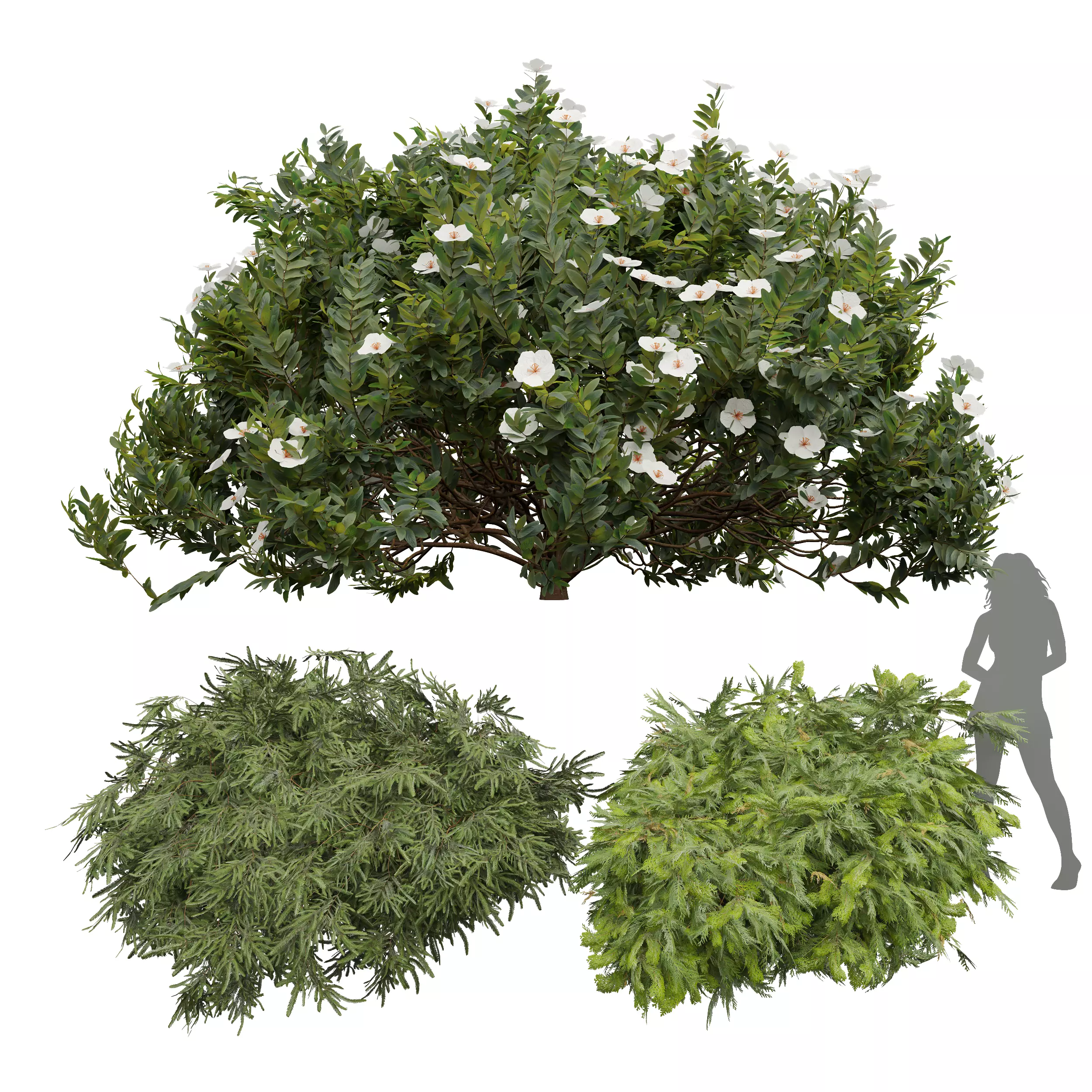 Zistrose Flower White Golden Globe-Dwarf Thuja Spruce 002 3D model_0