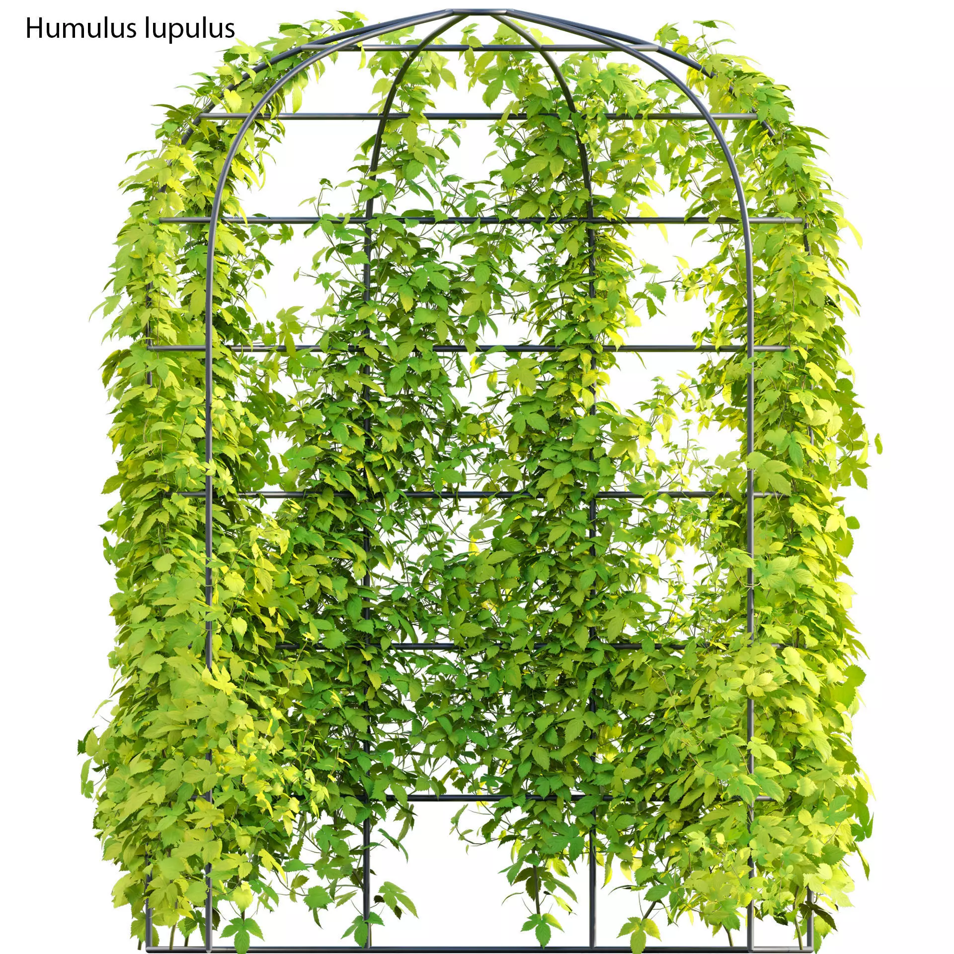 Humulus lupulus 01 3D model