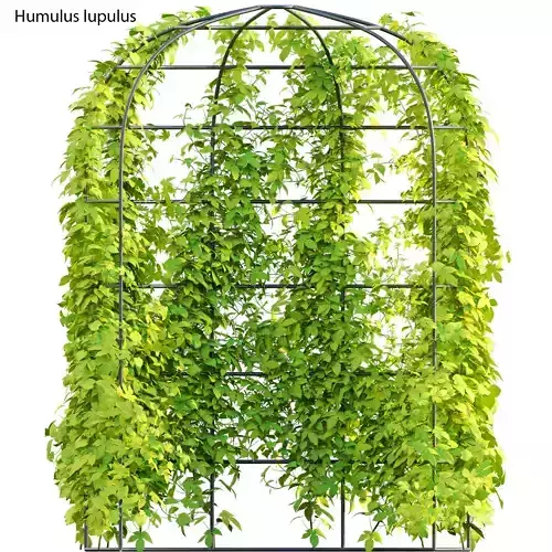 Humulus lupulus 01