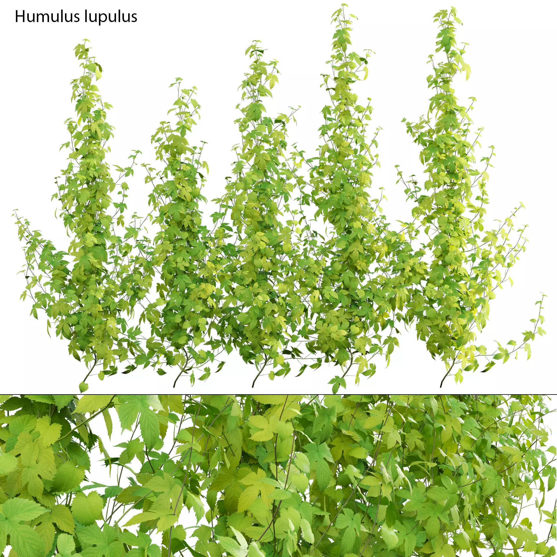 Humulus lupulus 02 3D model