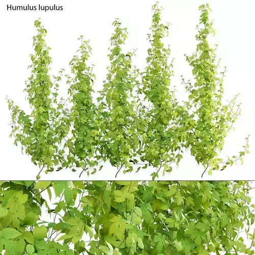 Humulus lupulus 02