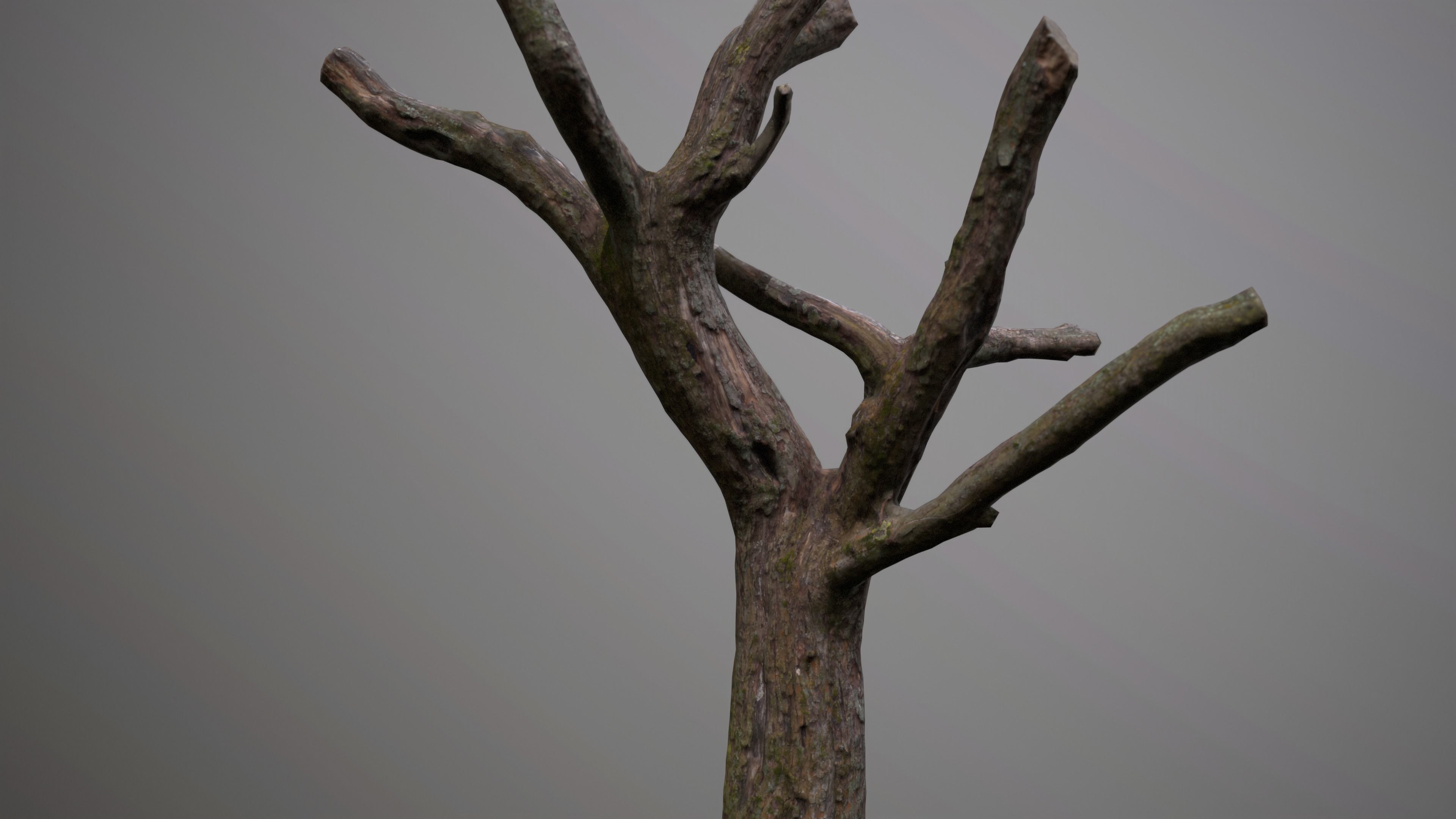 Topped Tree Low-poly 3D model_9