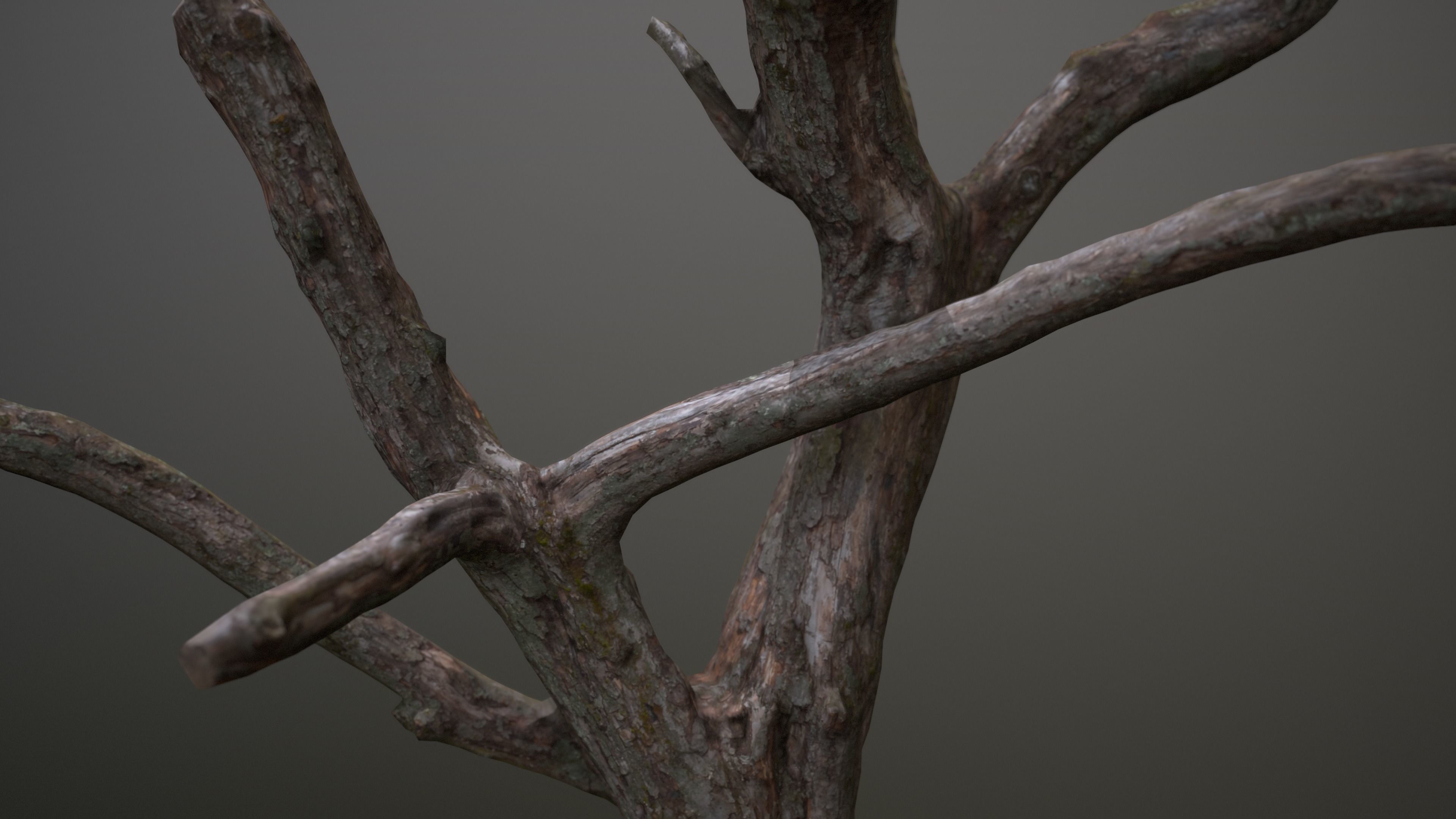 Topped Tree Low-poly 3D model_6