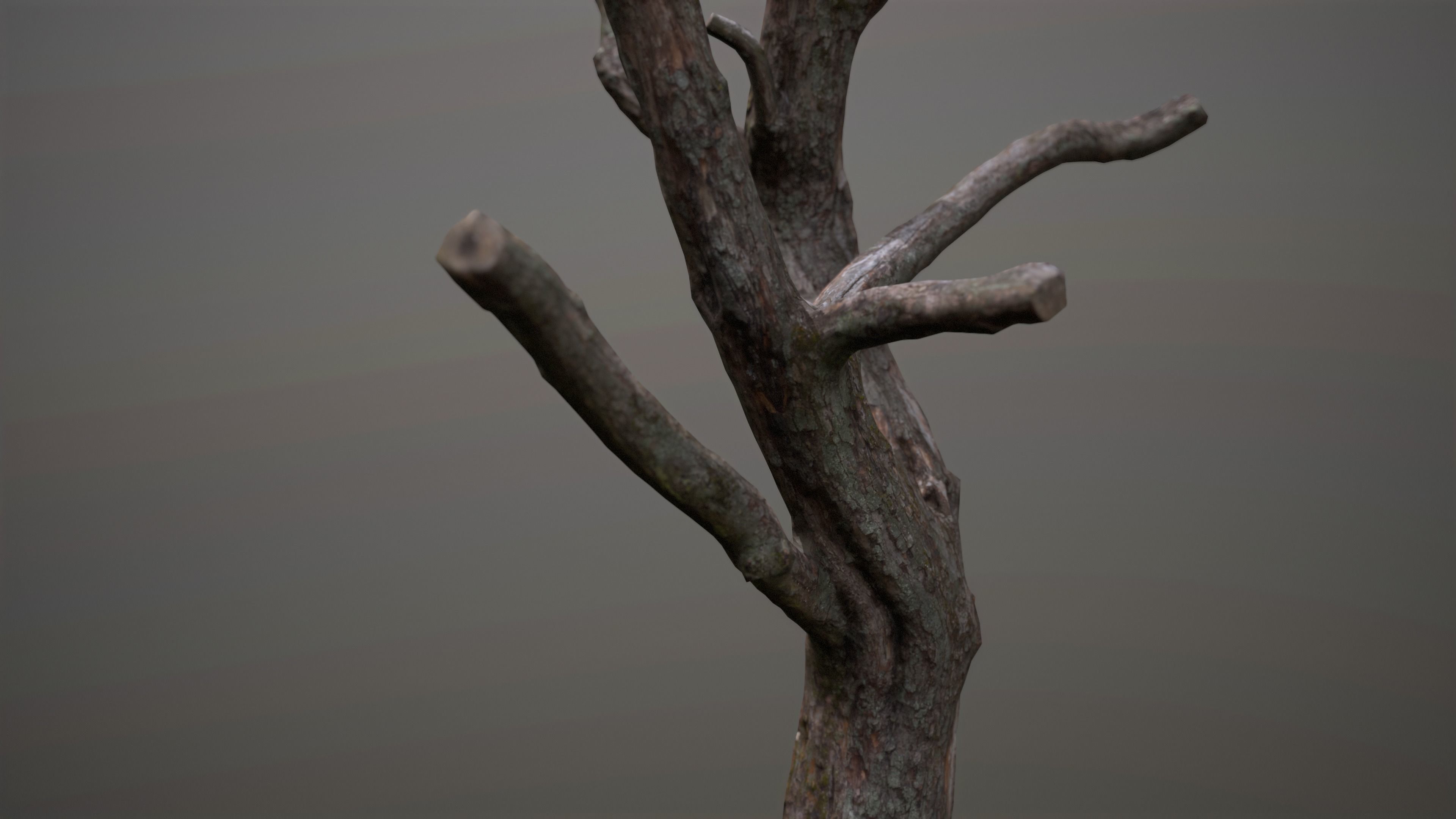 Topped Tree Low-poly 3D model_5