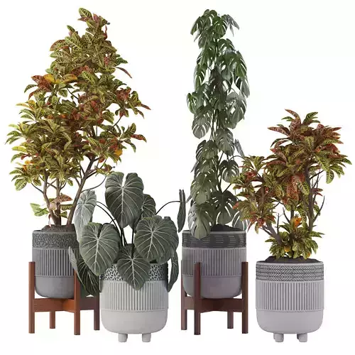 Indoor Plant Collection 05