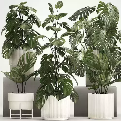 Set of monstera bush plants in a flower pot 1213