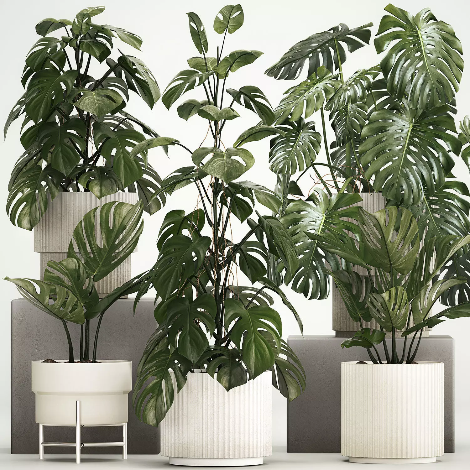 philodendron green princess pflege PHILODENDRON GREEN PRINCESS online kaufen bei potflourri