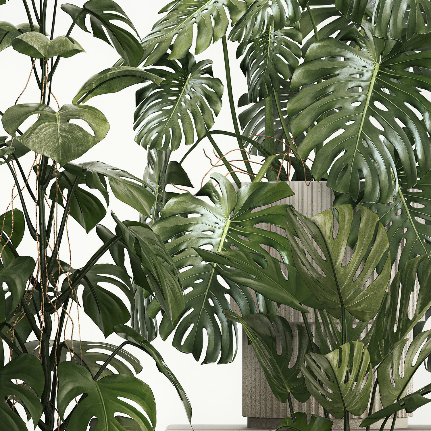 Set of monstera bush plants in a flower pot 1213 3D model | CGTrader