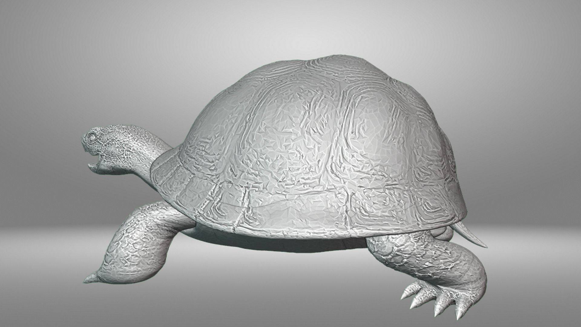 Turtle 3D print model_10