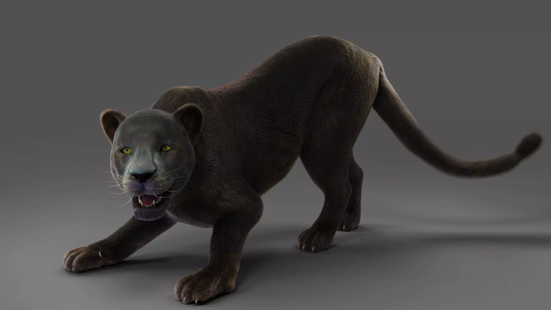 Fur Black Panther Rigged and Animation in Blender  Low-poly 3D model_0