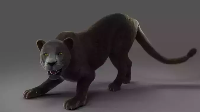 Fur Black Panther Rigged and Animation in Blender 
