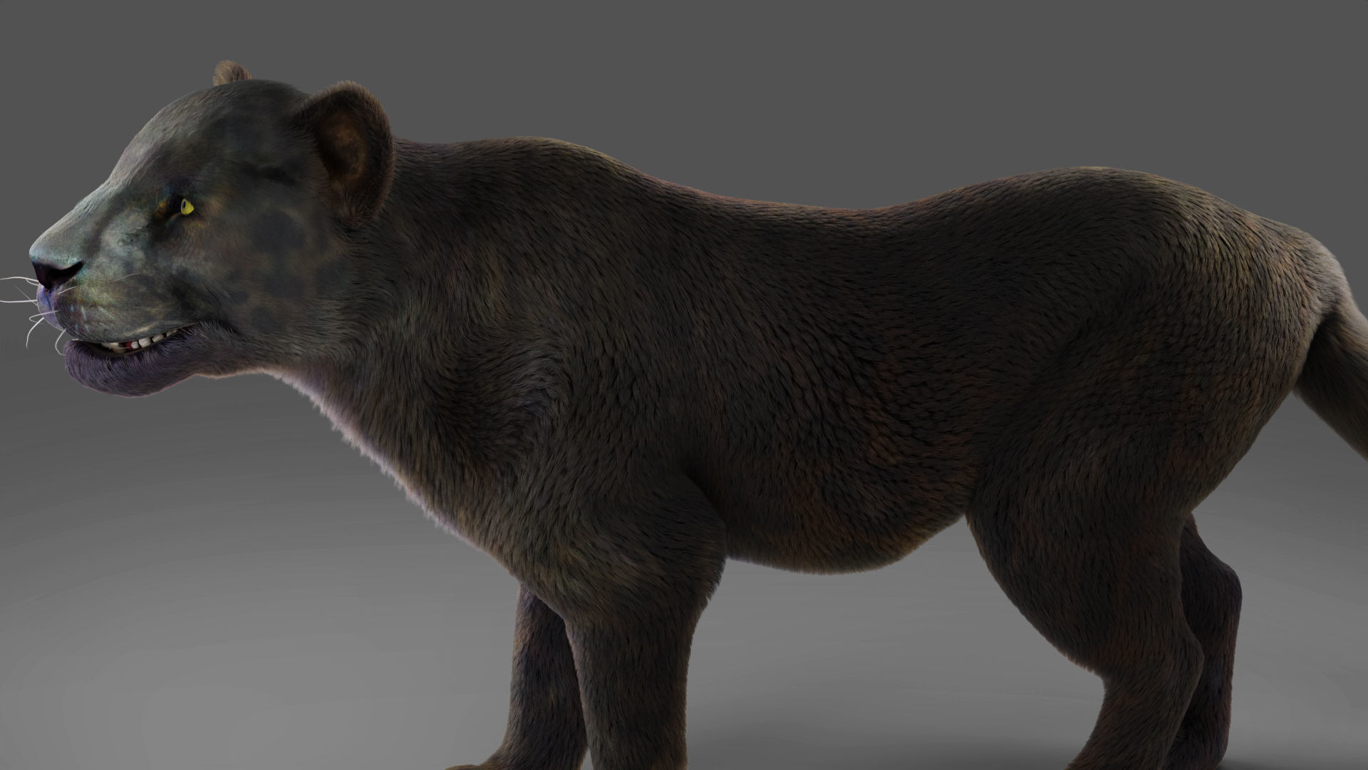 Fur Black Panther Rigged and Animation in Blender  Low-poly 3D model_7