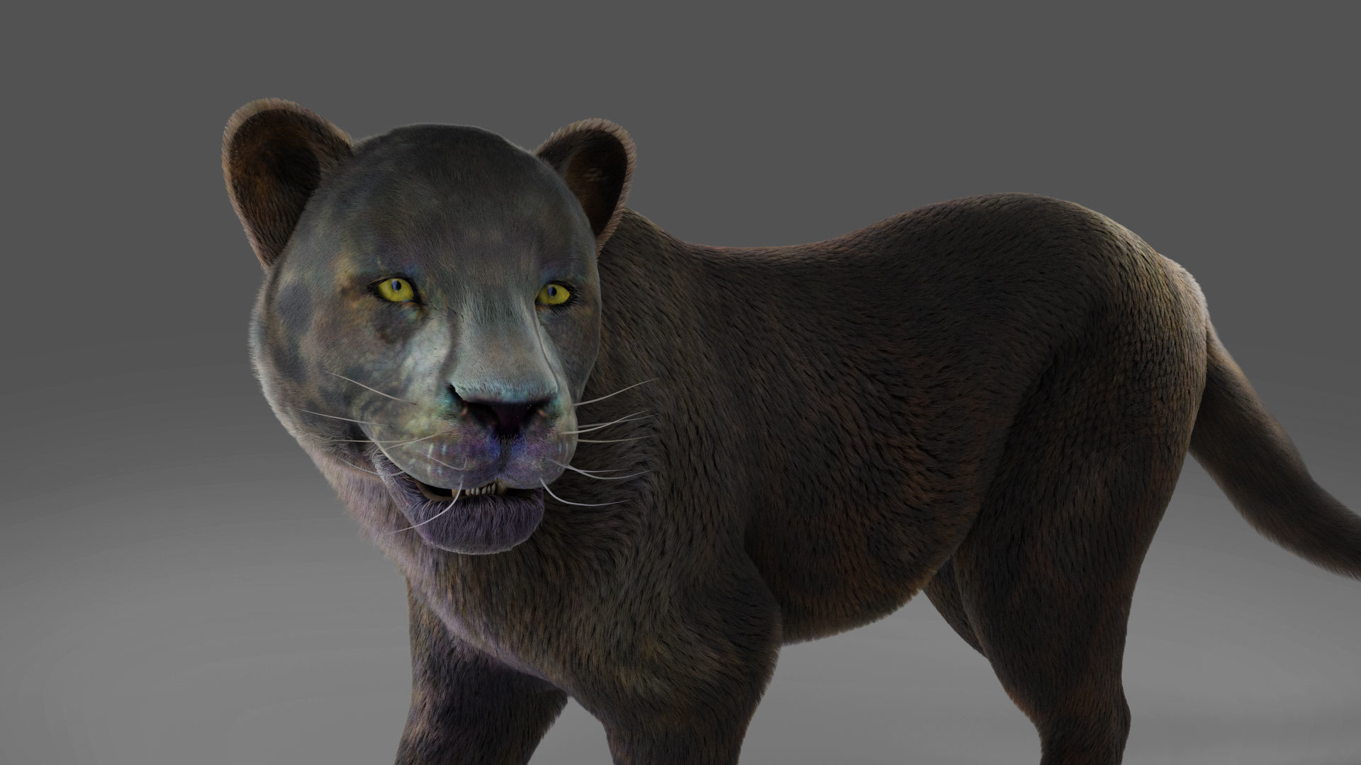 Fur Black Panther Rigged and Animation in Blender  Low-poly 3D model_6