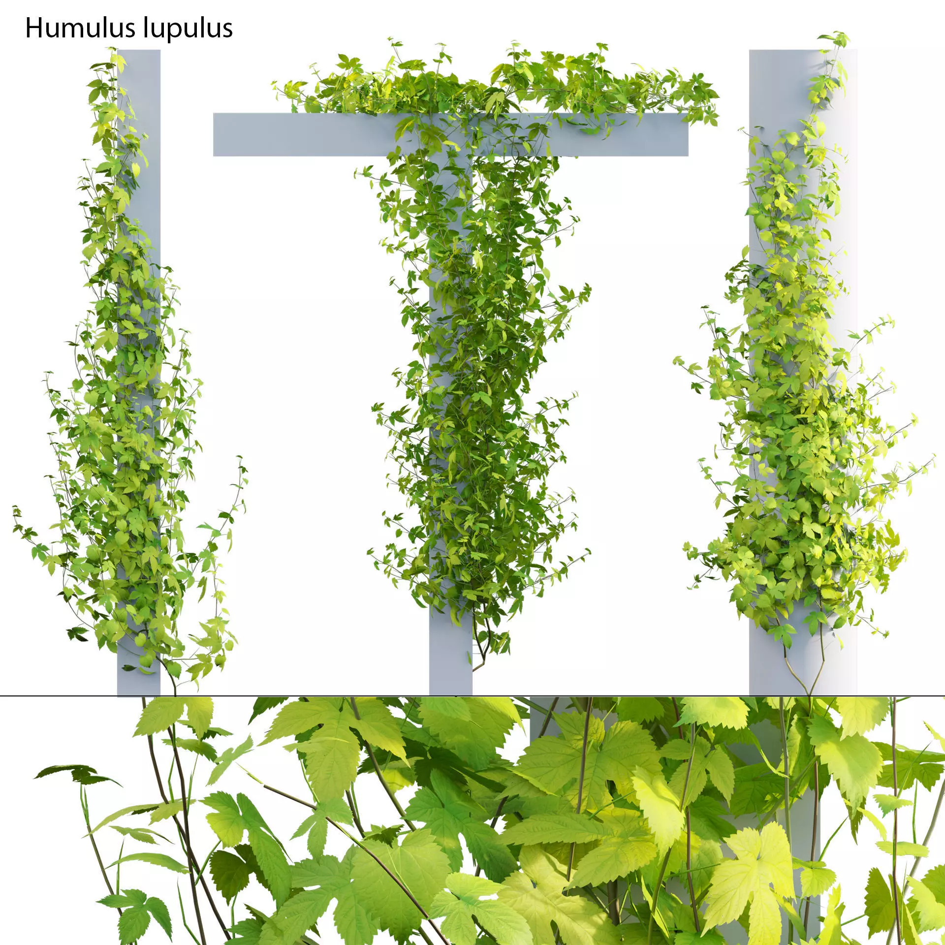 Humulus lupulus 03 3D model