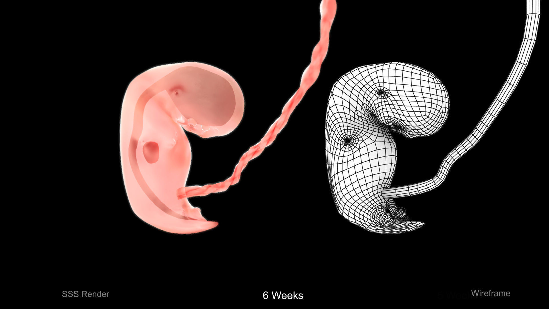 Animated and Morphed Human Fetus Low-poly 3D model_8