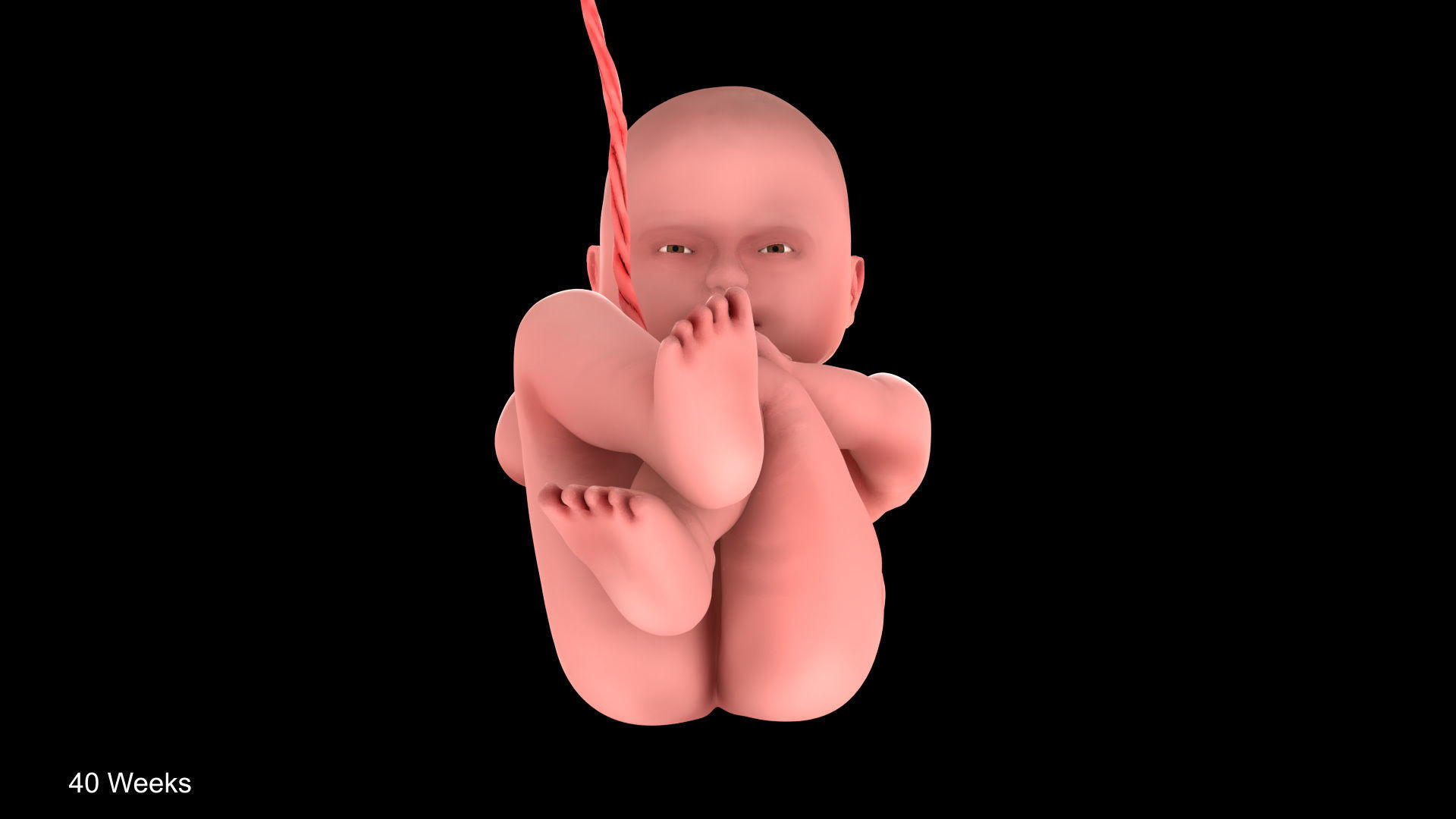Animated and Morphed Human Fetus Low-poly 3D model_38