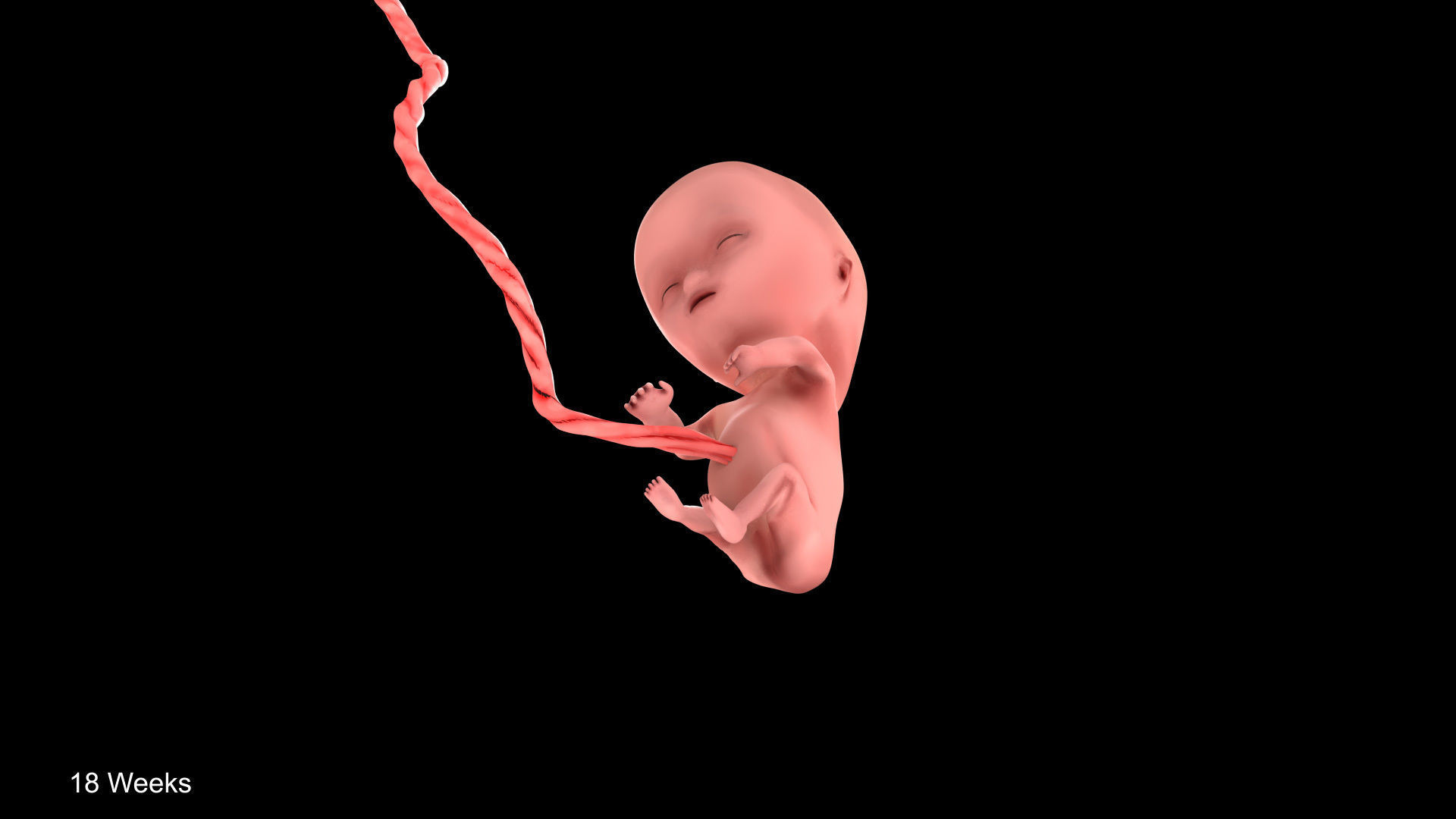Animated and Morphed Human Fetus Low-poly 3D model_34