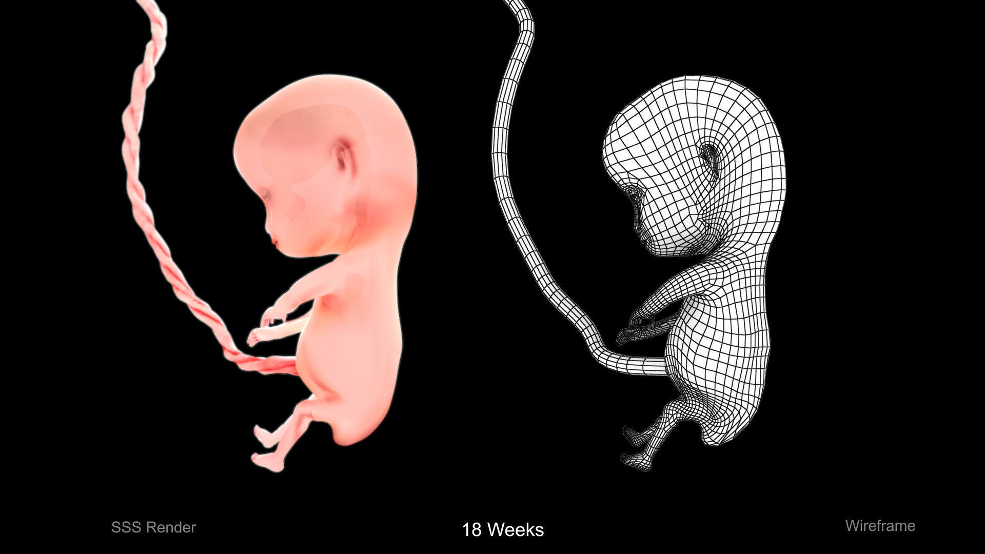 Animated and Morphed Human Fetus Low-poly 3D model_5