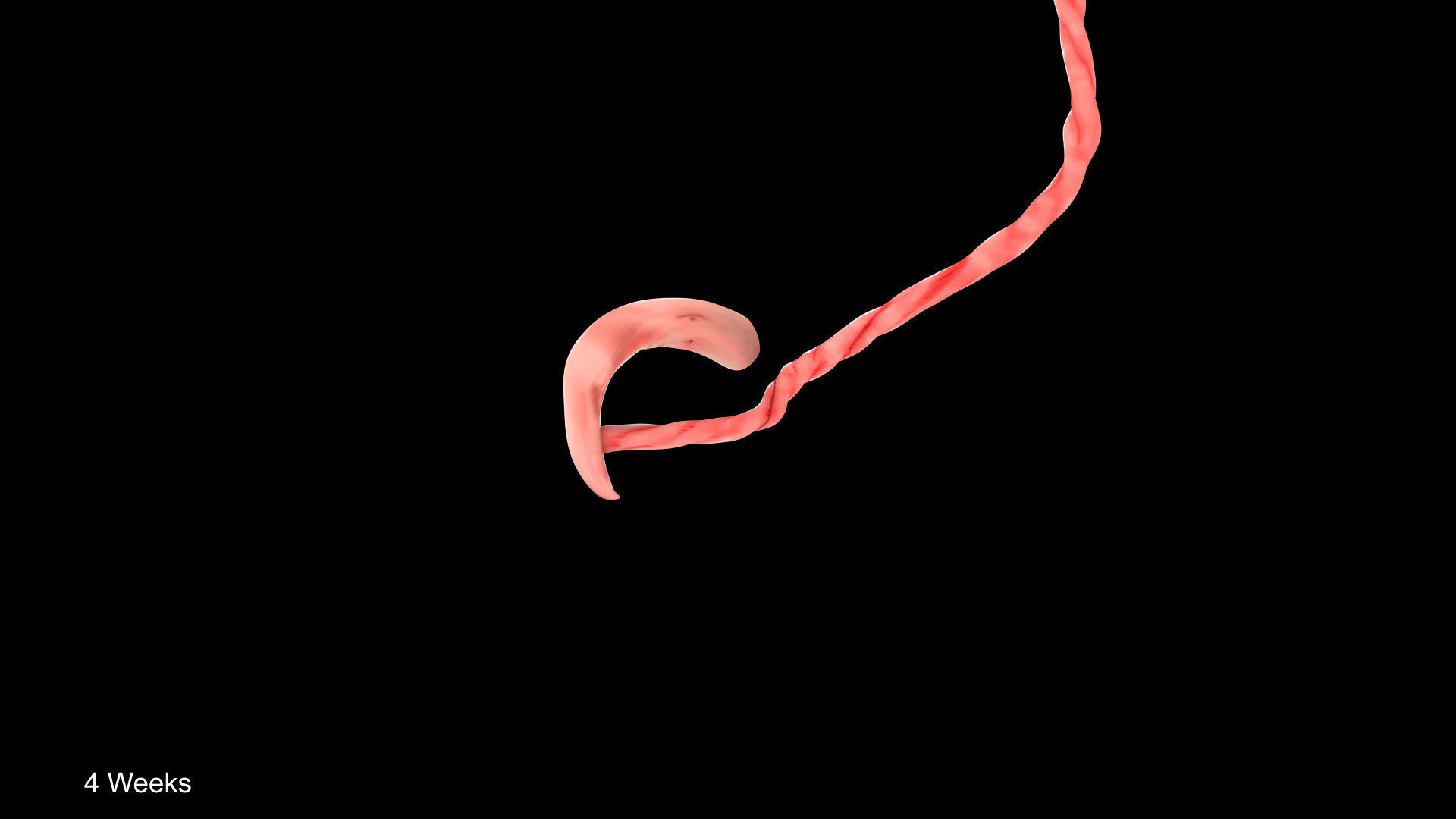 Animated and Morphed Human Fetus Low-poly 3D model_12