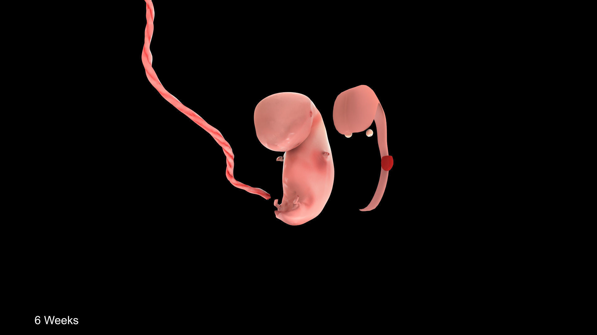 Animated and Morphed Human Fetus Low-poly 3D model_21