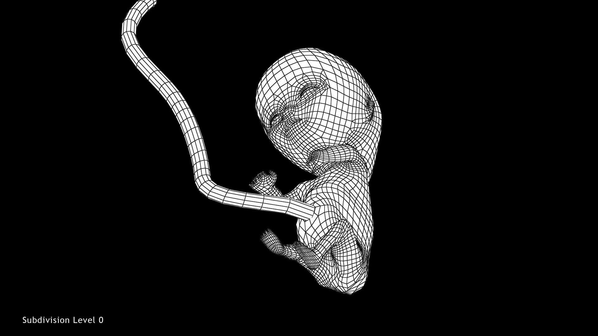Animated and Morphed Human Fetus Low-poly 3D model_32