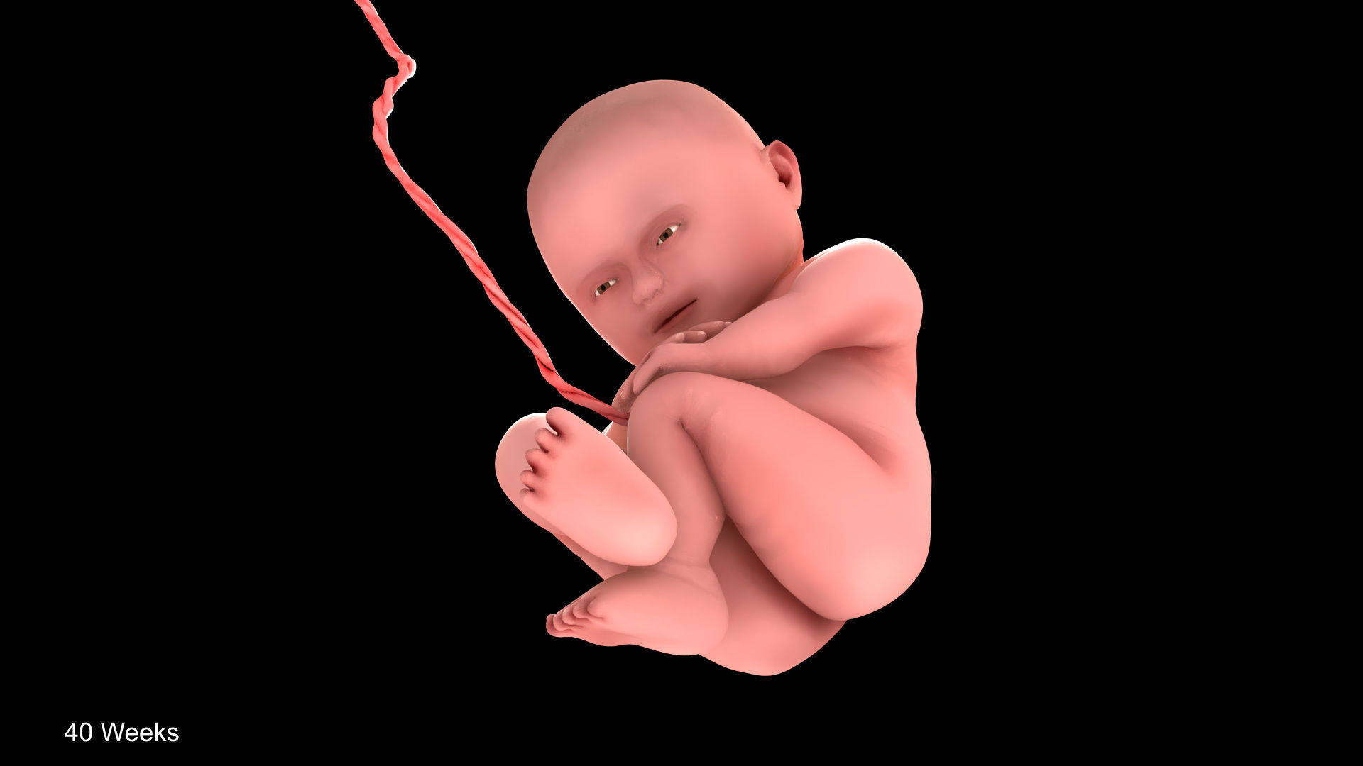 Animated and Morphed Human Fetus Low-poly 3D model_40