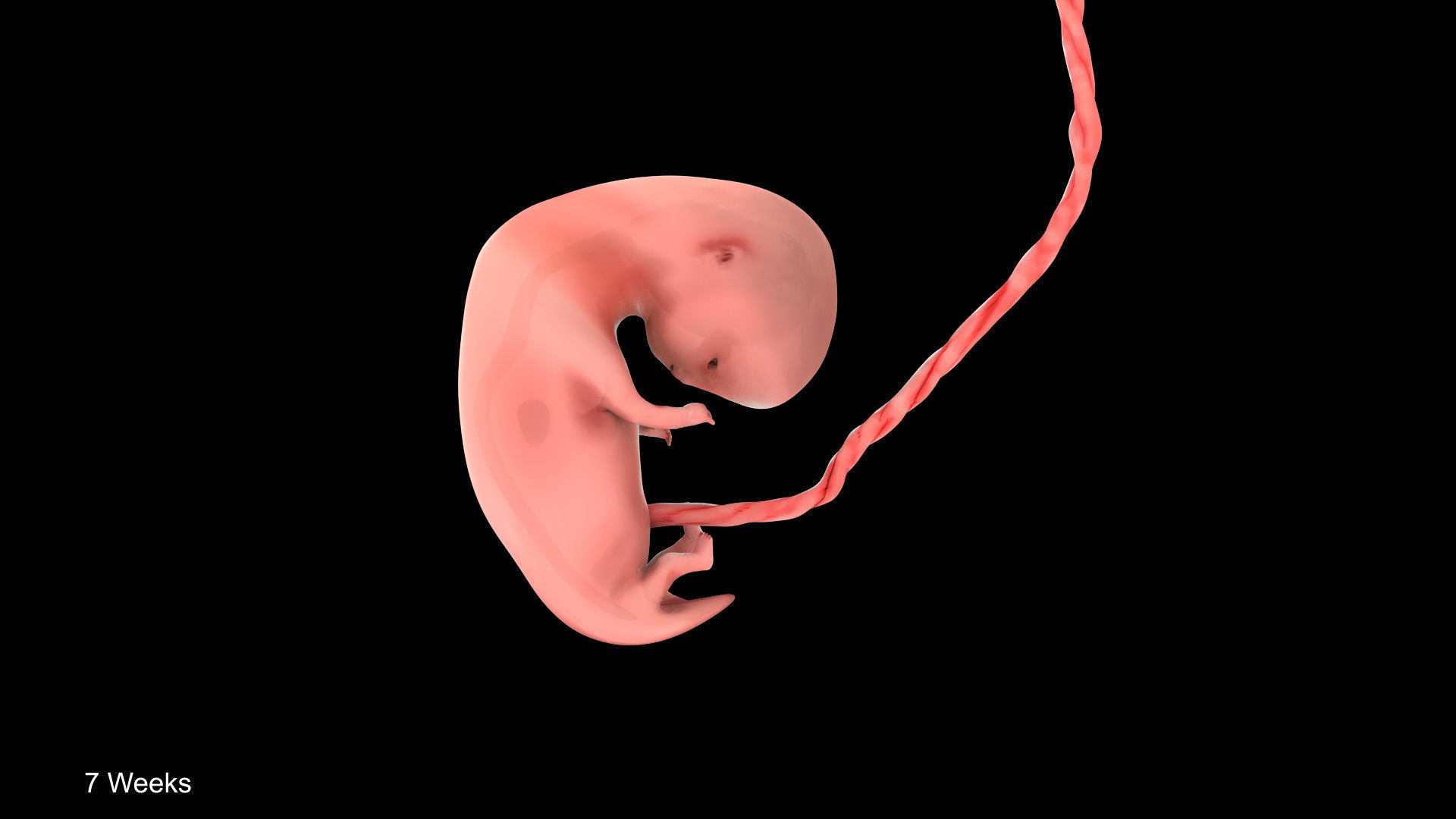 Animated and Morphed Human Fetus Low-poly 3D model_24