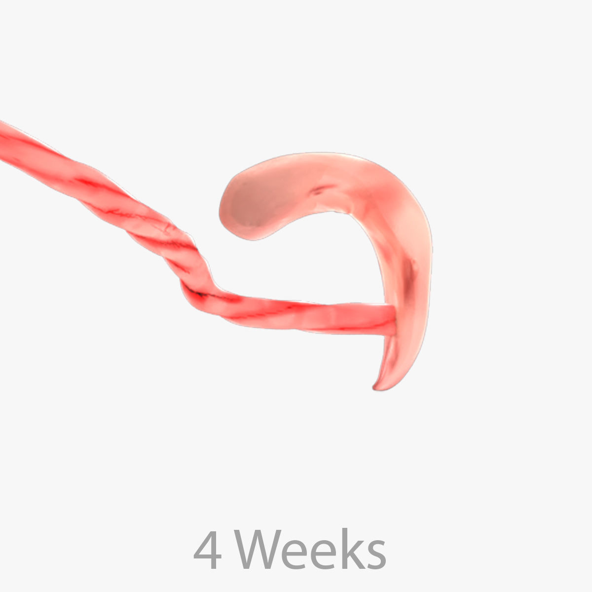 Animated and Morphed Human Fetus Low-poly 3D model_45