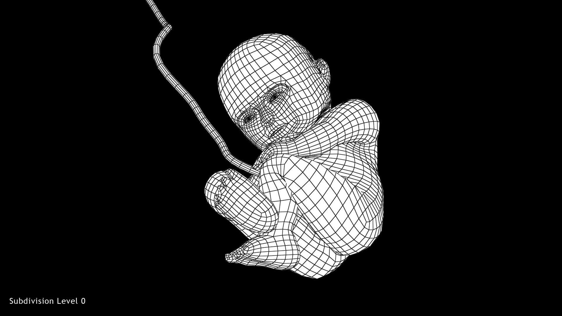 Animated and Morphed Human Fetus Low-poly 3D model_42