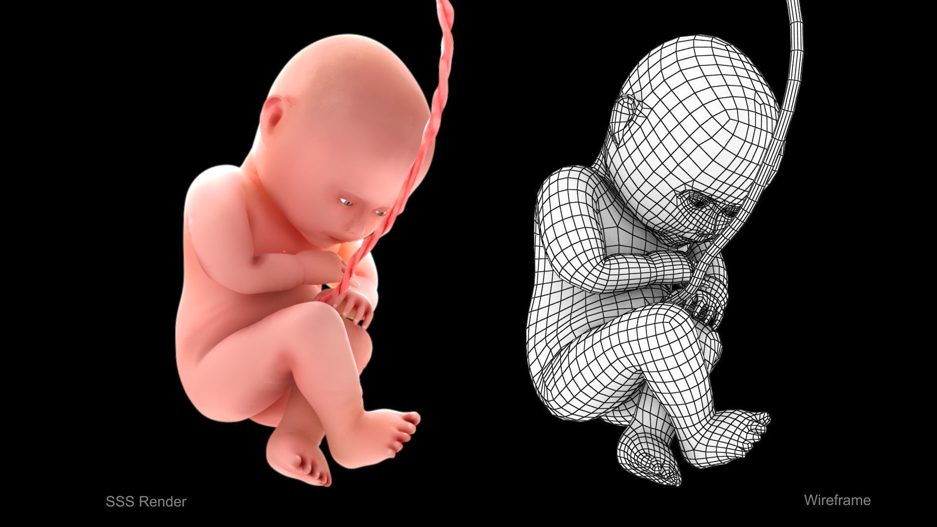 Animated and Morphed Human Fetus Low-poly 3D model_4