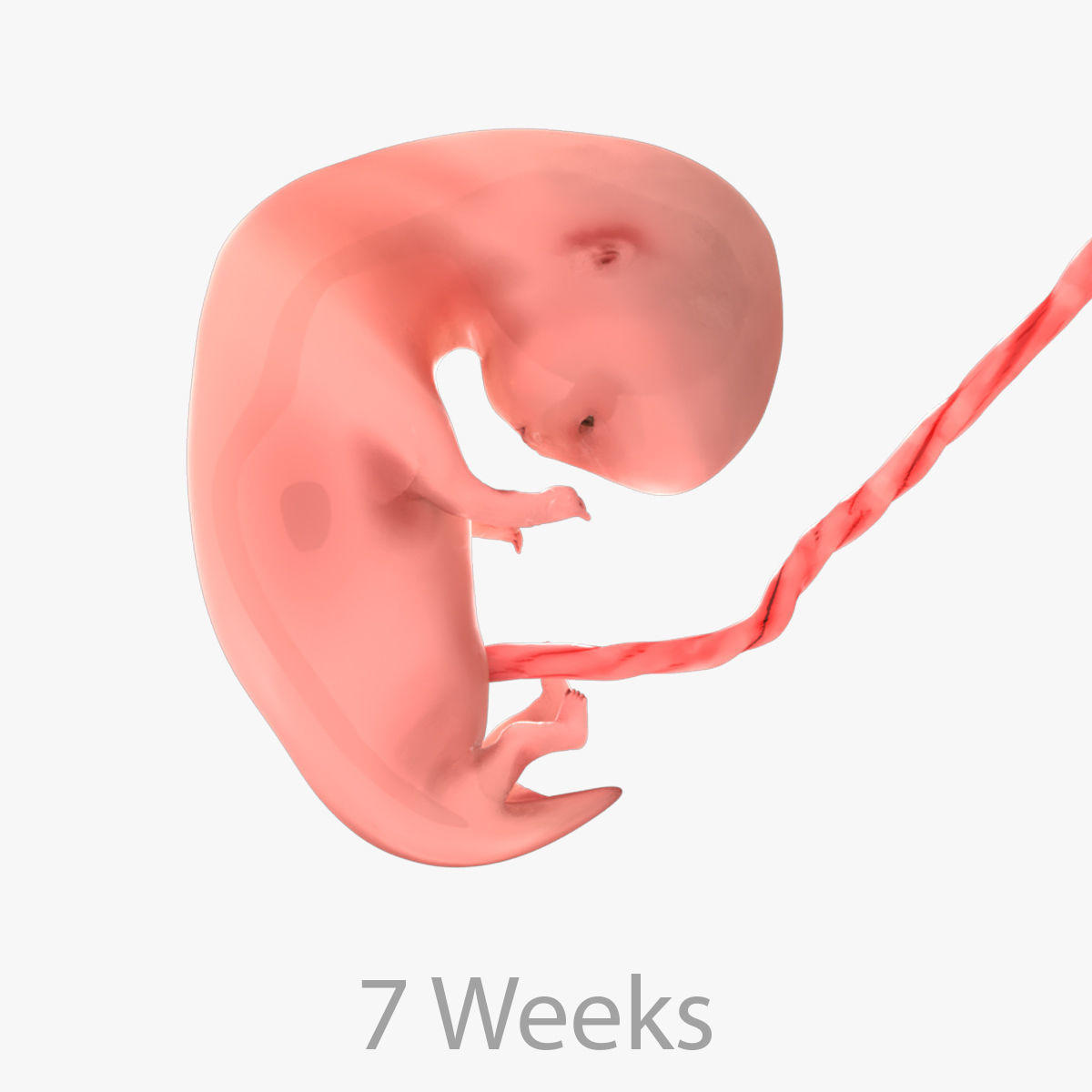 Animated and Morphed Human Fetus Low-poly 3D model_48