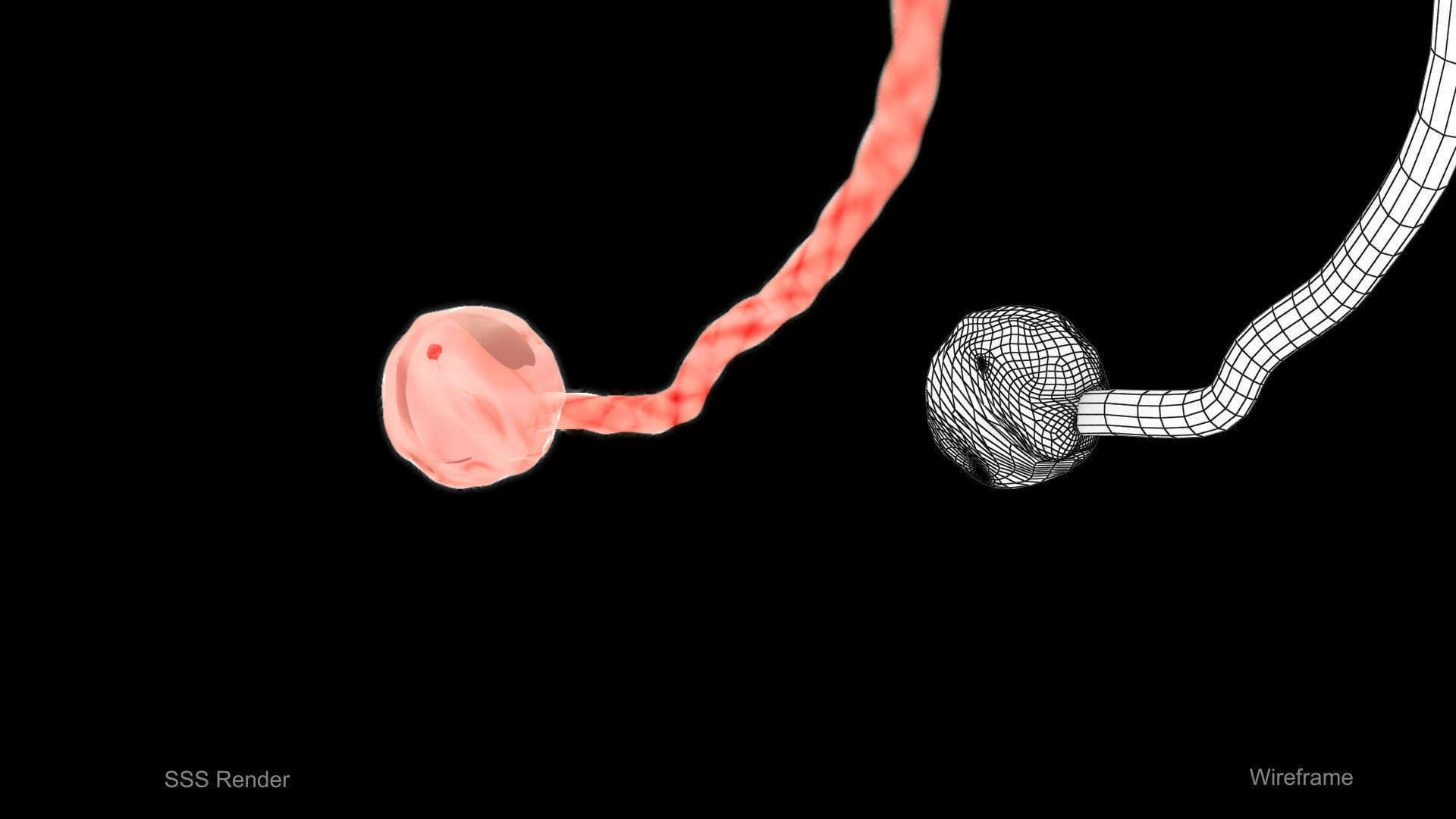 Animated and Morphed Human Fetus Low-poly 3D model_11