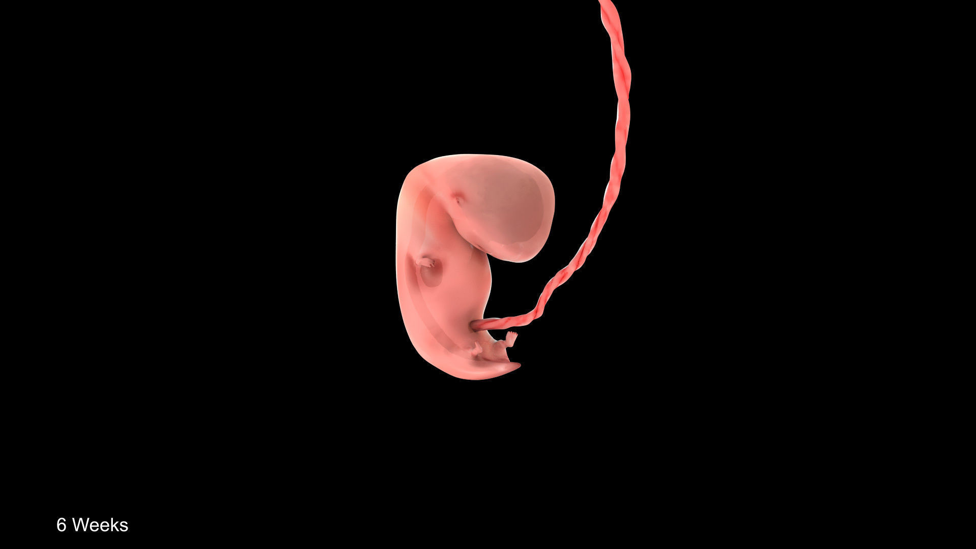 Animated and Morphed Human Fetus Low-poly 3D model_18