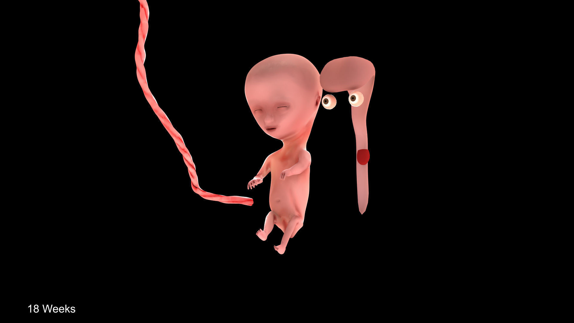 Animated and Morphed Human Fetus Low-poly 3D model_36