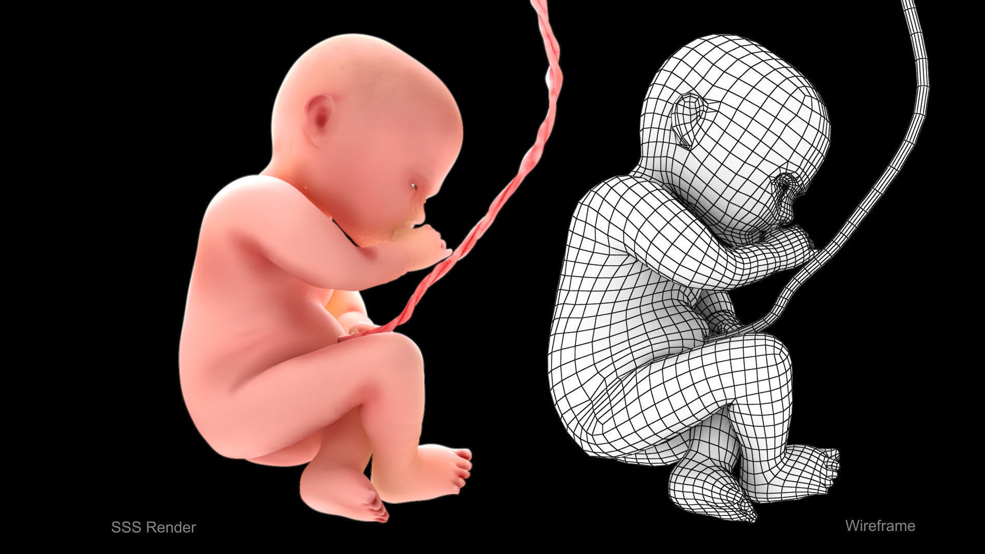 Animated and Morphed Human Fetus Low-poly 3D model_3