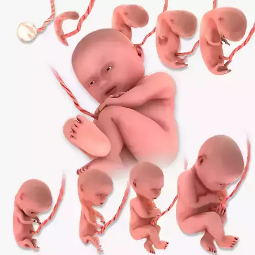 Animated and Morphed Human Fetus