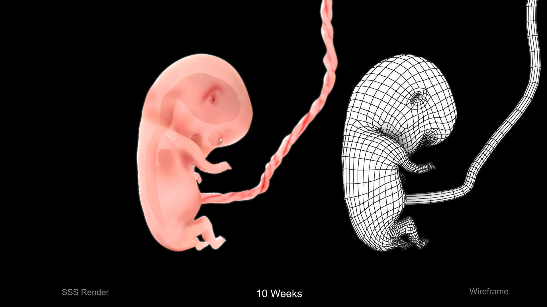 Animated and Morphed Human Fetus Low-poly 3D model_10