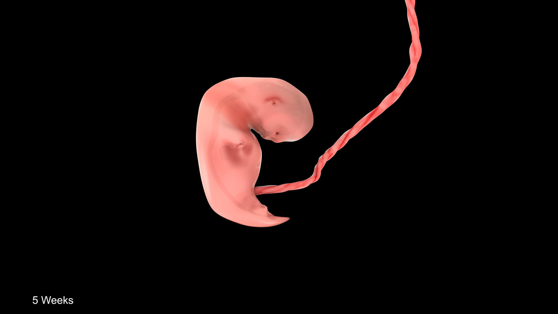 Animated and Morphed Human Fetus Low-poly 3D model_15