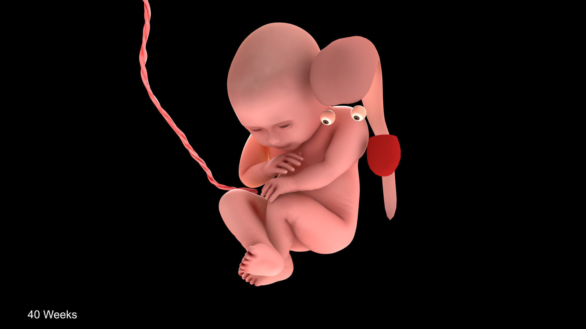Animated and Morphed Human Fetus Low-poly 3D model_39